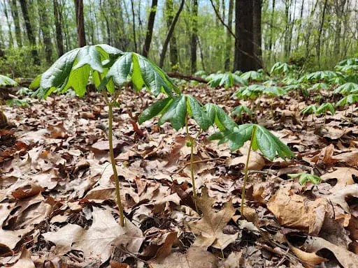 Mayapple plants carpeting the forest floor