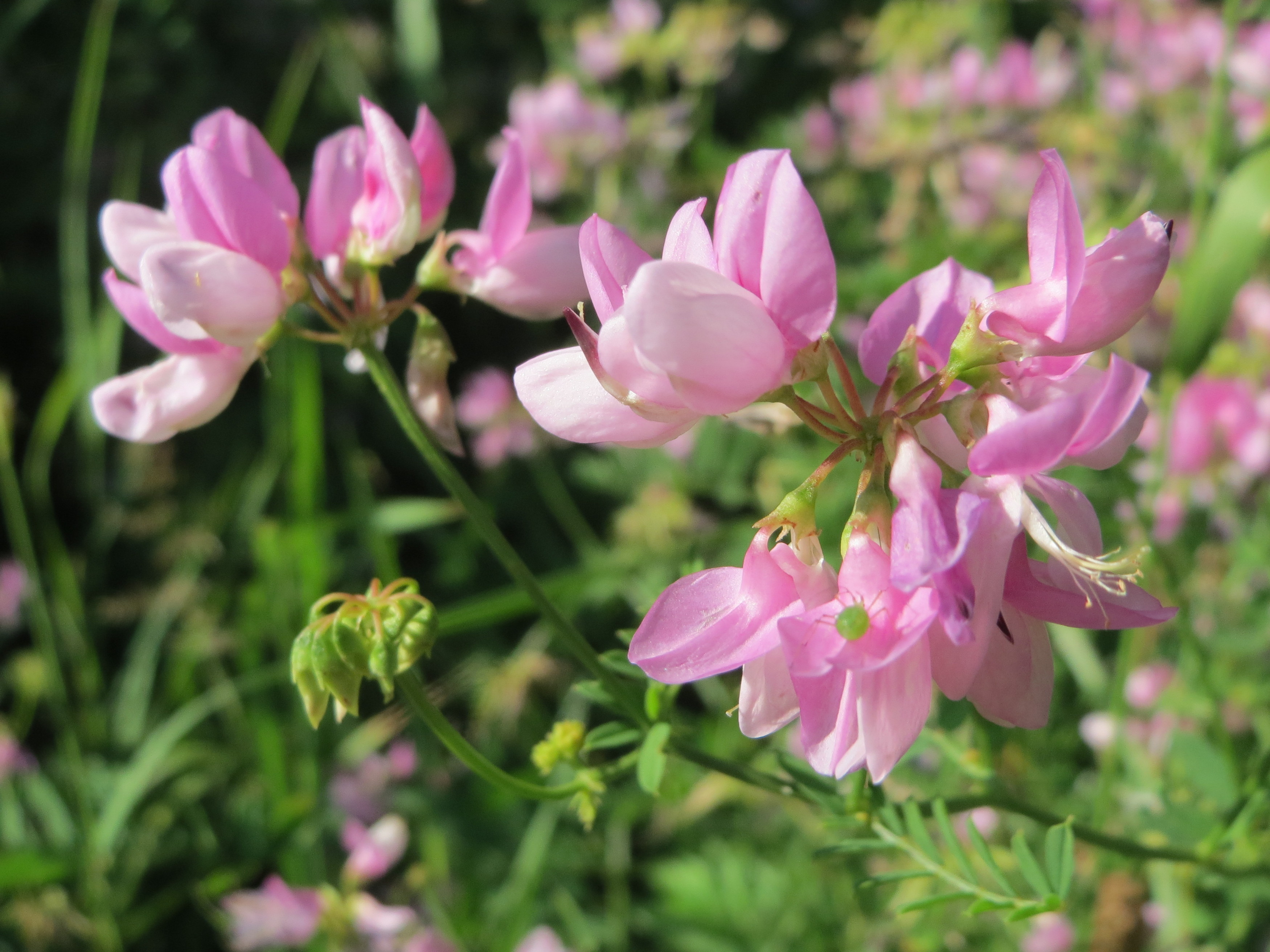 Crownvetch blooming along a roadside bank